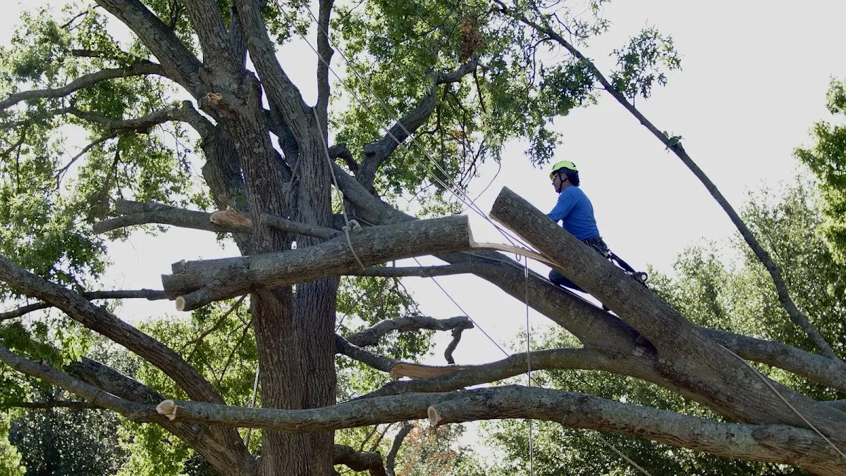 Professional Crown Thinning performed by certified arborists in Anabel