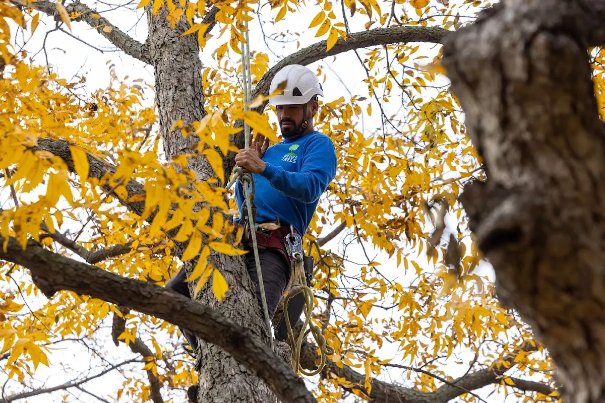 Skilled Tree Transplanting crew working in Anabel