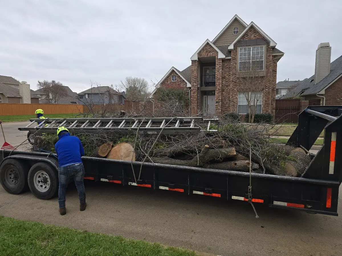 Expert Tree Removal with proper safety equipment in Anabel
